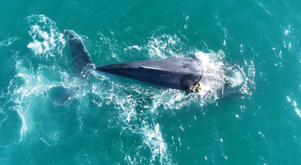Técnicos da Funtec Ambiental identificam baleia-jubarte entrelaçada em cordas na costa de Arraial do Cabo
